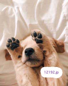 おしゃれな革の犬の首輪