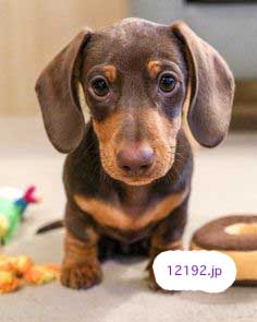おしゃれな革の犬の首輪