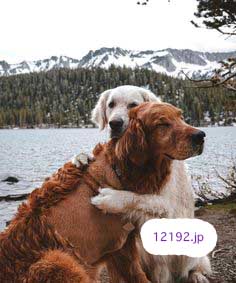 おしゃれな革の犬の首輪