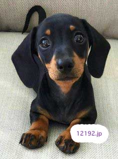 おしゃれな革の犬の首輪