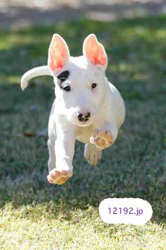 おしゃれな革の犬の首輪