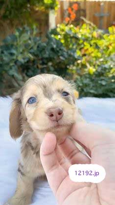 おしゃれな革の犬の首輪