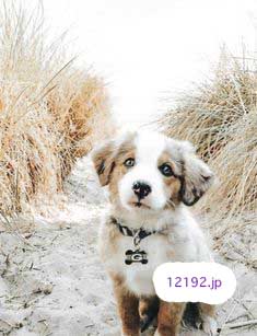 おしゃれな革の犬の首輪