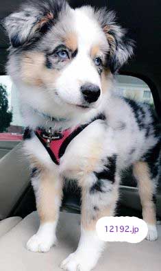 おしゃれな革の犬の首輪