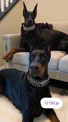 おしゃれな革の犬の首輪