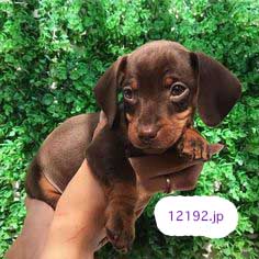 おしゃれな革の犬の首輪