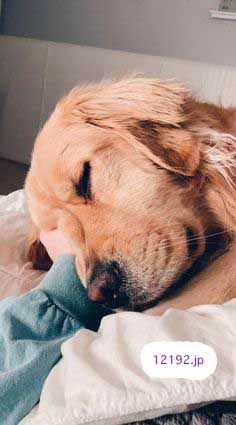 おしゃれな革の犬の首輪