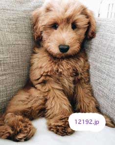 おしゃれな革の犬の首輪