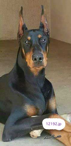 おしゃれな革の犬の首輪