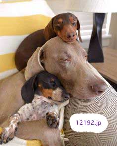 おしゃれな革の犬の首輪